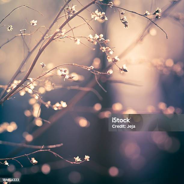 Wildflowers Stock Photo - Download Image Now - Agricultural Field, Back Lit, Backgrounds