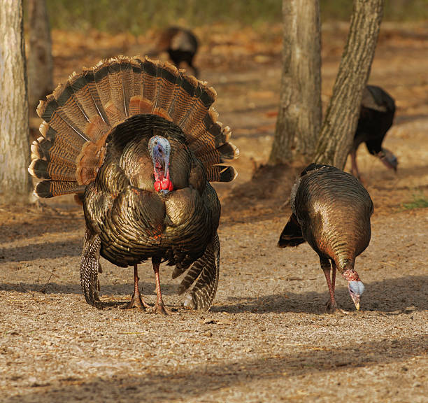 Wild Turkeys During Mating Season stock photo
