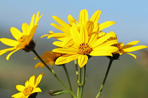 helianthus tuberosus - jerusalem artichoke - jordärtskocka bildbanksfoton och bilder