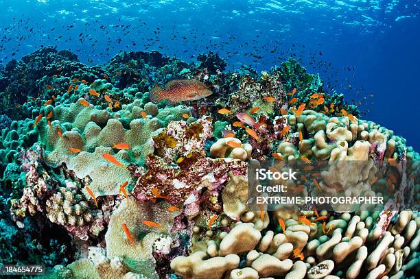 Vielfalt Sea Life Stockfoto und mehr Bilder von Aktivitäten und Sport - Aktivitäten und Sport, Anemonenfisch, Blau