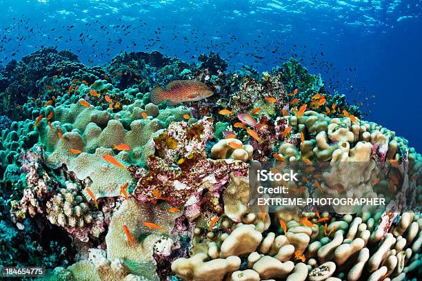 さまざまな海の生物 - イソギンチャクのストックフォトや画像を多数ご用意 - イソギンチャク, カラフル, カラー画像