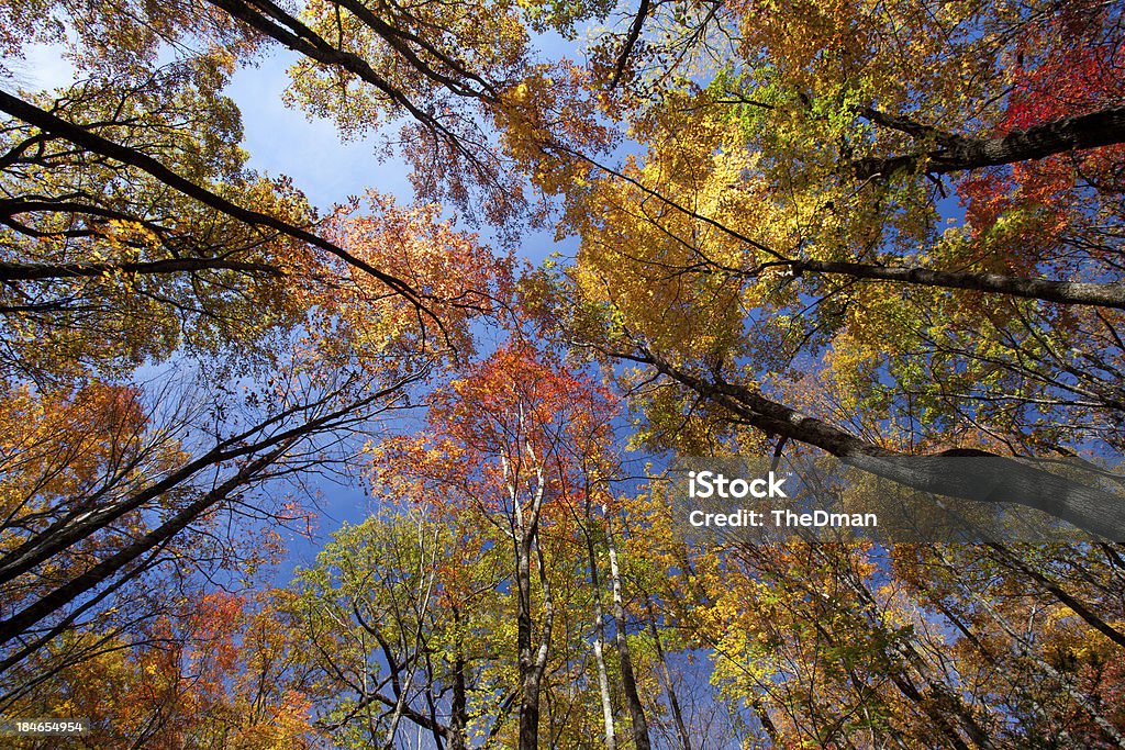 Brillante árboles de otoño - Foto de stock de Colorido libre de derechos