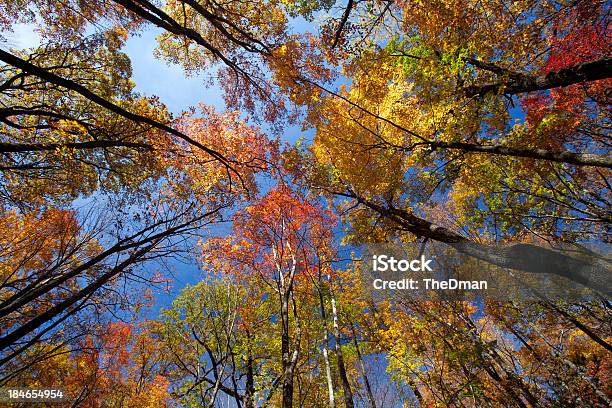 Brillante Árboles De Otoño Foto de stock y más banco de imágenes de Colorido - Colorido, Árbol, Mirar hacia arriba
