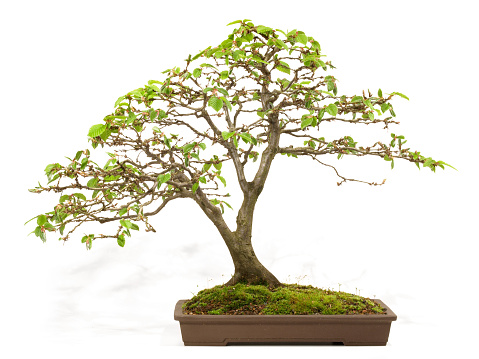 Beech Bonsai on white Background