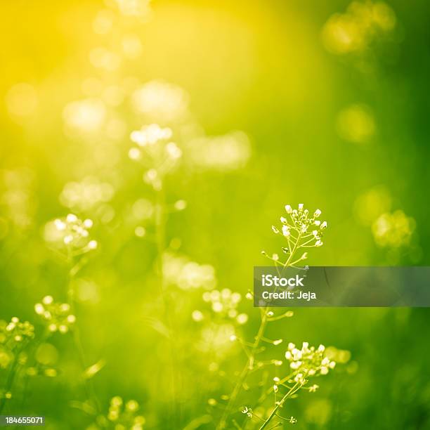 Green And Yellow Image Of Windflowers Stock Photo - Download Image Now - Backgrounds, Beauty, Beauty In Nature