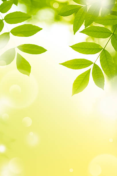 istock Bright green leaves on a yellow background 184655141