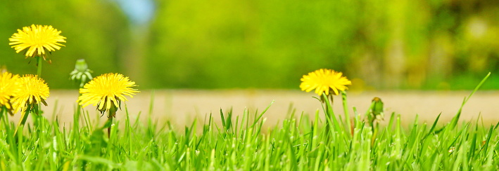 Park Panorama - Dandelion Meadow