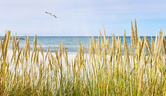 Baltic Sea Beach - Panorama