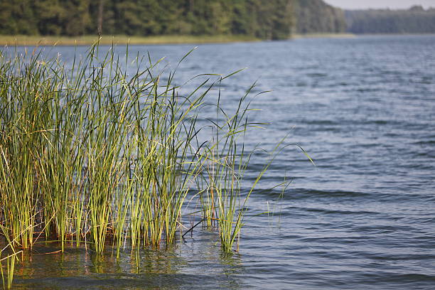 istock grass on the lake XXXL 184655421
