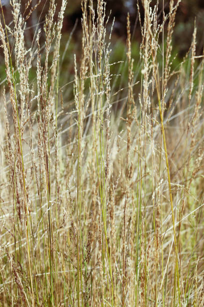 istock long dry grass in the field 1846554317