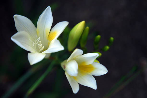 istock White Freesias against a Dark background 184655508