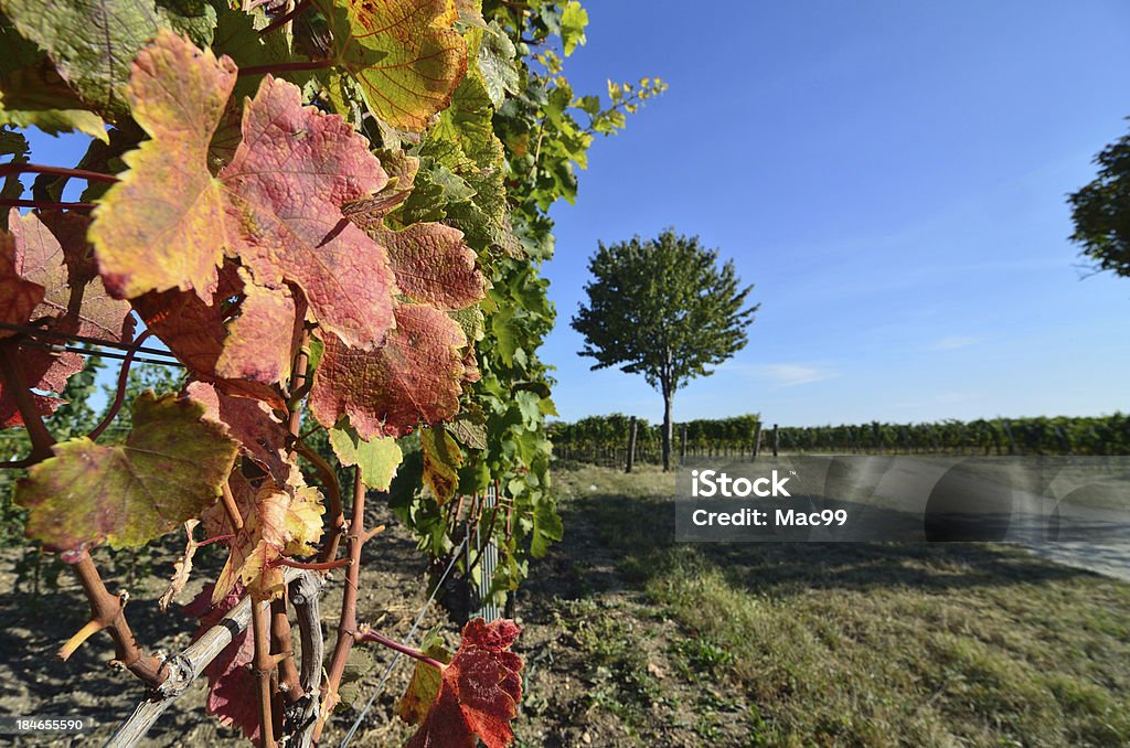 Colorful leaves in Vineyard Agricultural Field Stock Photo