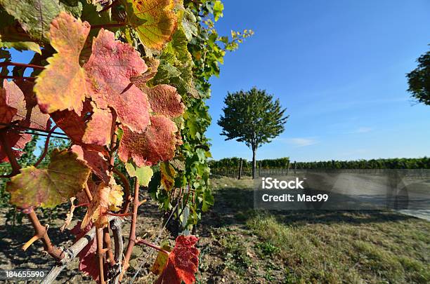 Colorful Leaves In Vineyard Stock Photo - Download Image Now - Agricultural Field, Agriculture, Austria