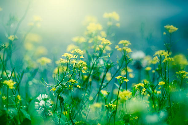 필드, 햇빛 - wildflower vibrant color outdoors full frame 뉴스 사진 이미지
