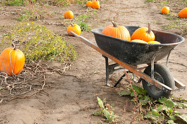 istock Wheel barrel full of pumpkins 184655692