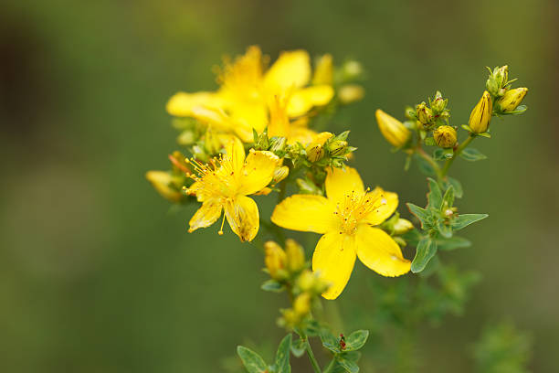 nahaufnahme des johanniskraut (hypericum perforatum - johanniskraut stock-fotos und bilder