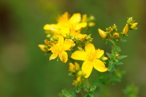 close up of St. John's wort (hypericum perforatum)