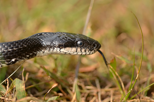 A Western ratsnake, Pantherophis obsoletus, flicking its tongue to sense its environment as it scoots along the ground. This is a constrictor,and is a non-venomous, non-poisonous species but it still has teeth.