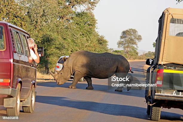 Safari Foto de stock y más banco de imágenes de Animales de Safari - Animales de Safari, Animales salvajes, Fauna silvestre