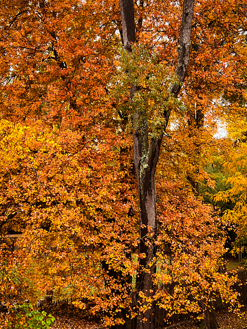 Changing autumn colors of a sugar maple tree in a park in Rochester, Michigan.