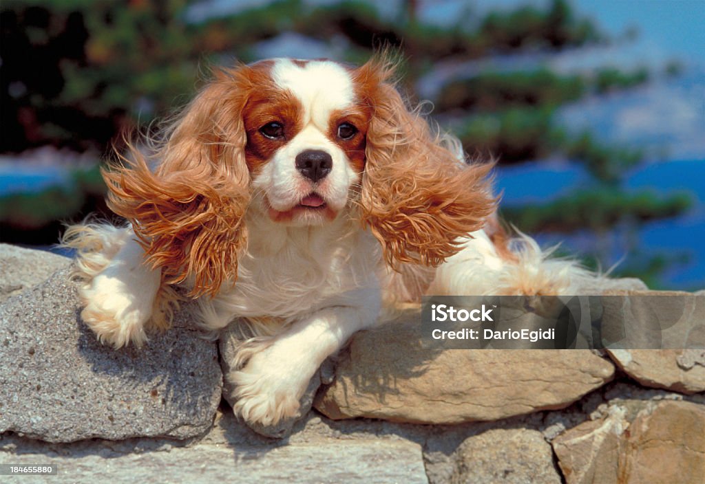 Animali cane, samoiedo - Foto stock royalty-free di Animale
