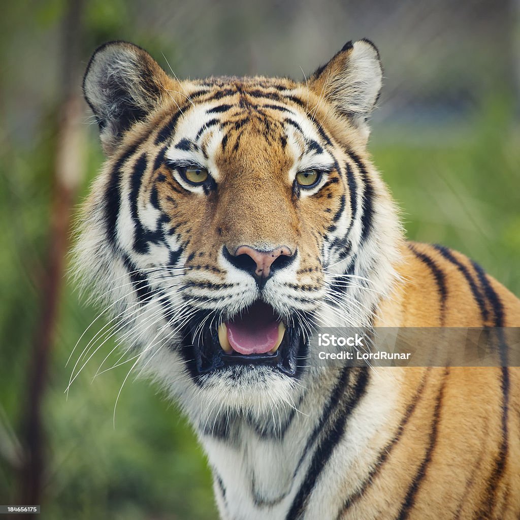 Tigre-da-sibéria - Royalty-free Animais caçando Foto de stock