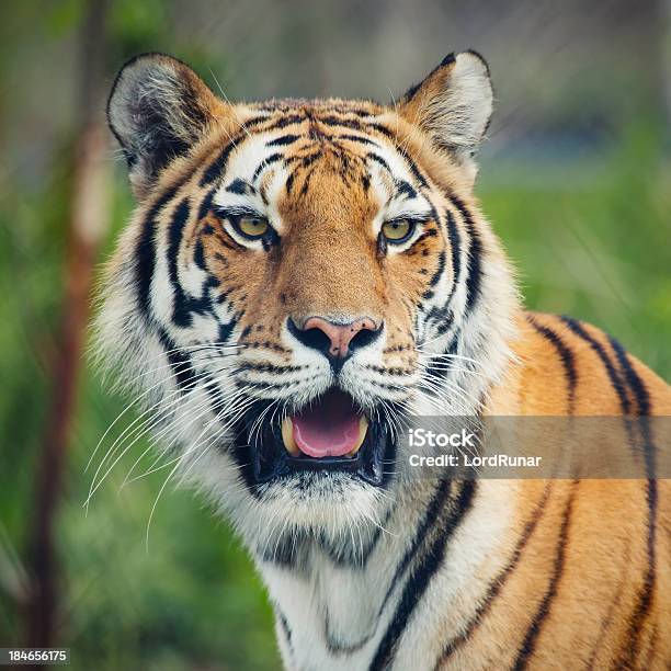 Tigredasibéria - Fotografias de stock e mais imagens de Animais caçando - Animais caçando, Animal, Animal Cativo