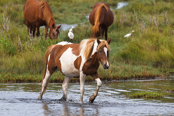 Chincoteague Pony Crossing a Stream