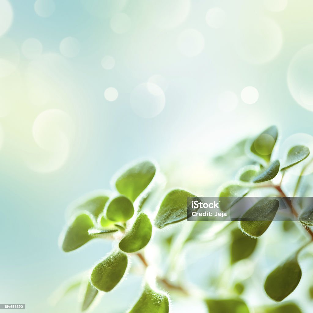 Grüner Natur Hintergrund - Lizenzfrei Bildhintergrund Stock-Foto