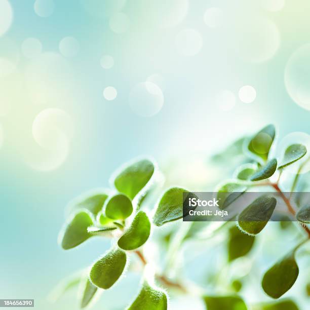 Grüner Natur Hintergrund Stockfoto und mehr Bilder von Bildhintergrund - Bildhintergrund, Cross-Entwicklung, Fotografie