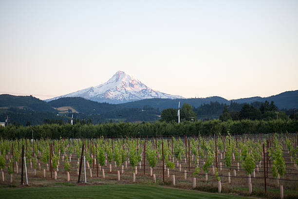 View of Mt. Hood over a vineyard stock photo