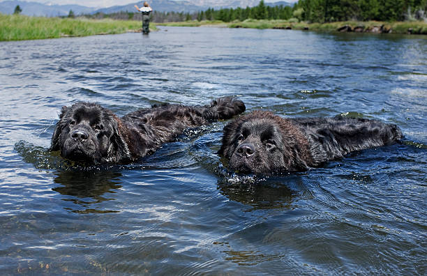 Newfoundlands in the water Two Newfoundland dogs enjoying a swim in the river newfoundland dog stock pictures, royalty-free photos & images
