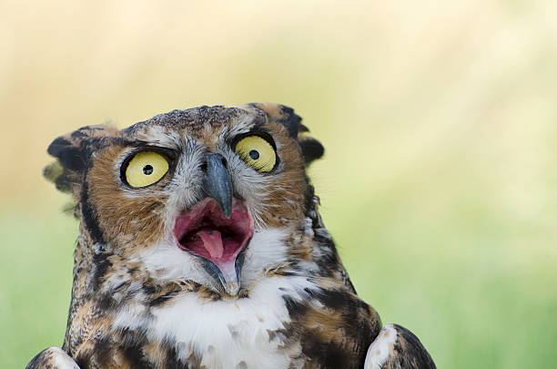 istock great horned owl  Bubo virginianus 184656524