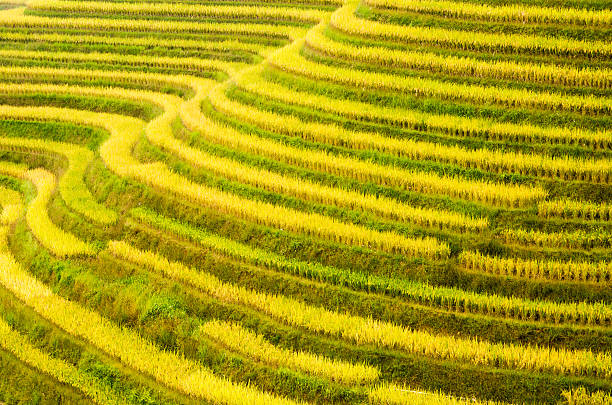 Rice Terraces in Autumn Before Harvest "Close-up of rice terraces as the rice turns golden yellow in autumn just before harvest. Picture taken at the world famous Dragon's Backbone rice terraces in Longsheng, China." longji tetian stock pictures, royalty-free photos & images