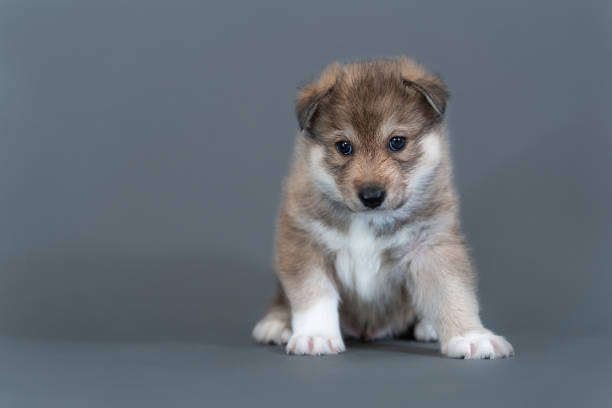 istock A one-month-old mongrel puppy sits funny on gray background 1846566992