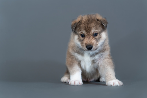 A one-month-old mongrel puppy sits funny on a gray background