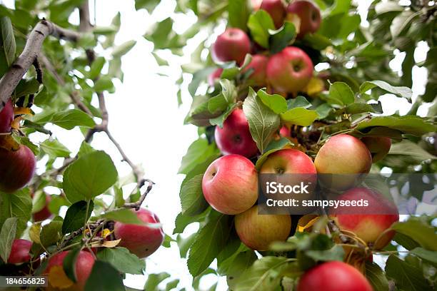 Meleto - Fotografie stock e altre immagini di Meleto - Meleto, Ambientazione esterna, Autunno