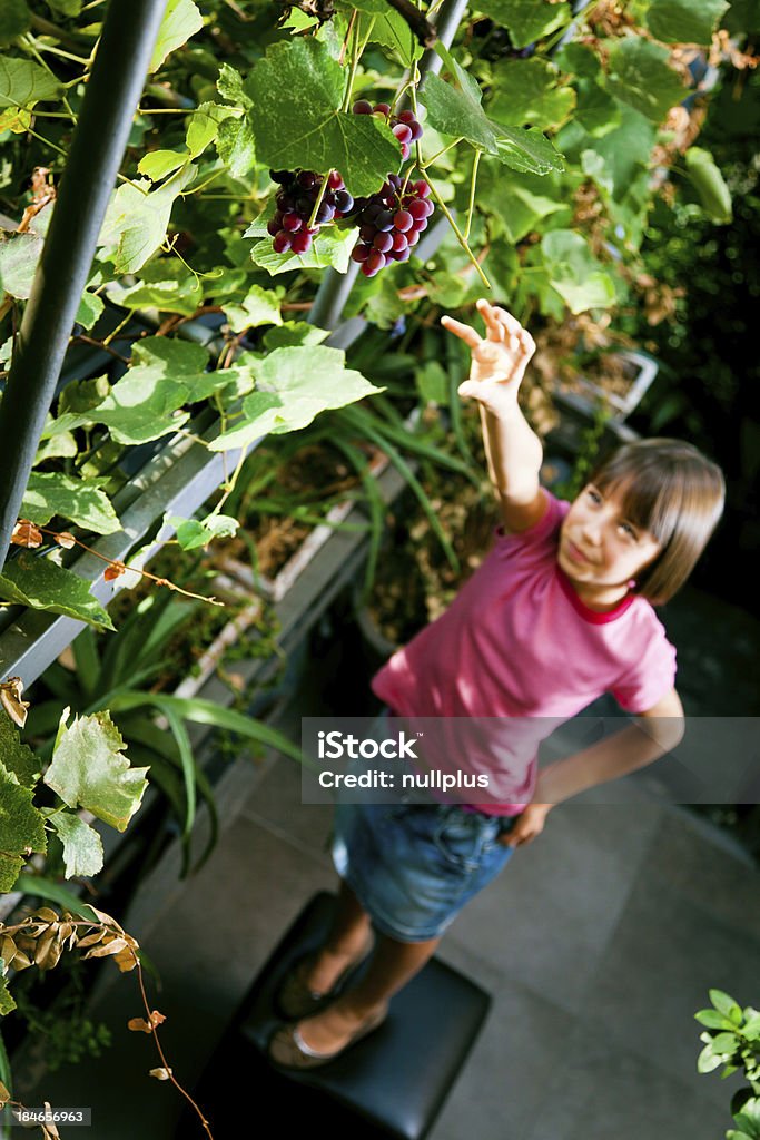 sweet but unreachable grapes a little girl is reaching for the grapes growing in her parents' garden. unfortunately they are very far out of reach. Adult Stock Photo