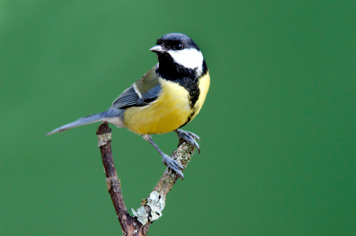 Great tit on a twig.Please see more than 400 songbird pictures of my Portfolio.Thank you!