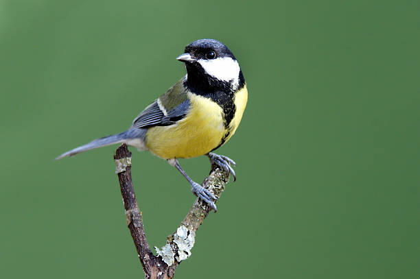 Great tit on a twig stock photo