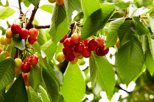 Bunches of ripe cherries on tree branches