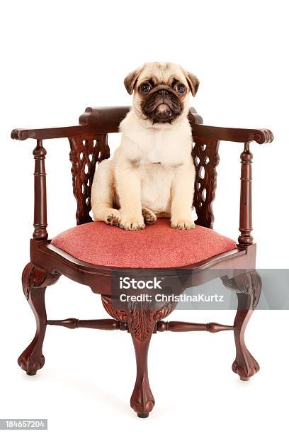 Mops Welpen Sitzen Im Stuhl Stockfoto und mehr Bilder von Mops - Mops, Verwirrung, Abrichten