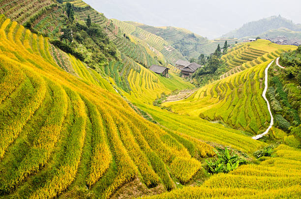 Rice terraces as the rice turns golden yellow in autumn just before harvest. Picture taken at the world famous Dragon's Backbone rice terraces in Longsheng, China.