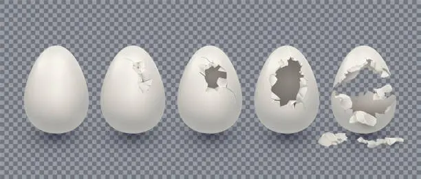 Vector illustration of 3d broken egg, chicken shell. Isolated break or open eggshell animal bird peel, empty and fragile easter set. Cooking ingredient. Isolated elements. Vector exact realistic illustration