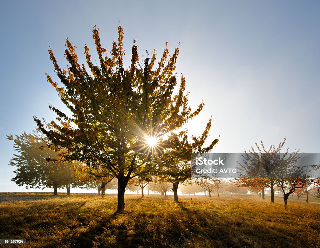 Jesień krajobraz, Blazing Drzewa wiśniowe w Orchard, podświetlany przez słońce - Zbiór zdjęć royalty-free (Bez ludzi)