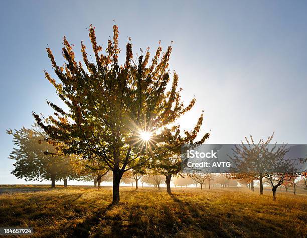 Outono Paisagem Extremamente Árvores De Cereja Em Pomar Retroiluminado Sol - Fotografias de stock e mais imagens de Agricultura