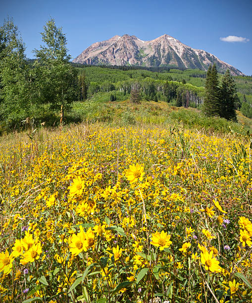 istock Colorado Mountain Meadow in Late Summer 184658264