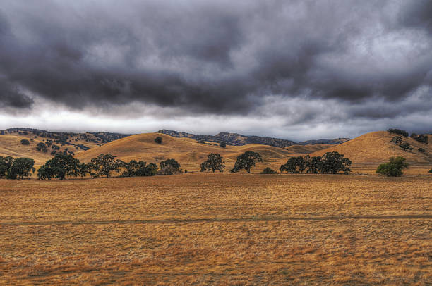 オークの木のフィールド(hdr - oak tree tree grass hdr ストックフォトと画像