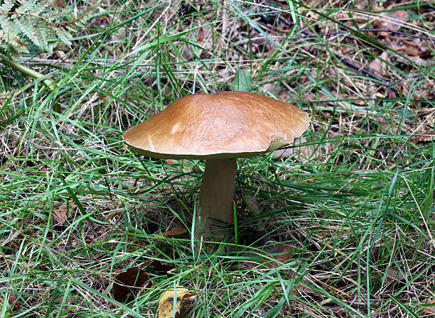 istock birch bolete fungi 184658421