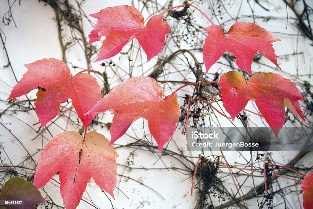 Traube Blätter im Herbst - Lizenzfrei Außenaufnahme von Gebäuden Stock-Foto